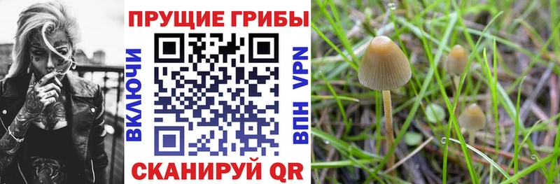 блэк спрут маркетплейс  где продают   Карасук  Галлюциногенные грибы Magic Shrooms 
